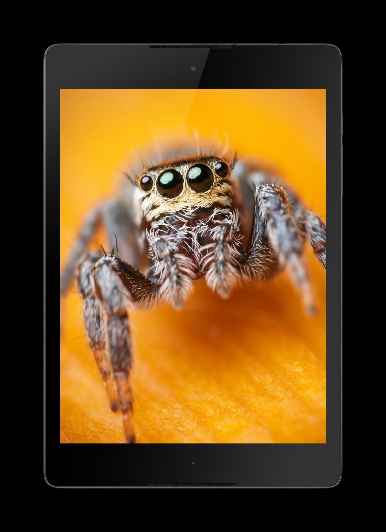 Ренегат пчела убийца