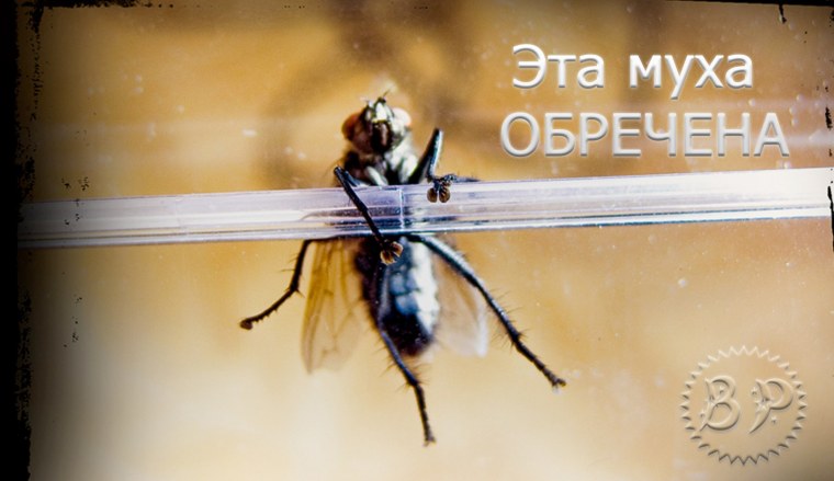 Муха на подоконнике