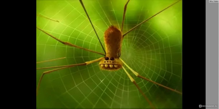 Стрекоза на цветах