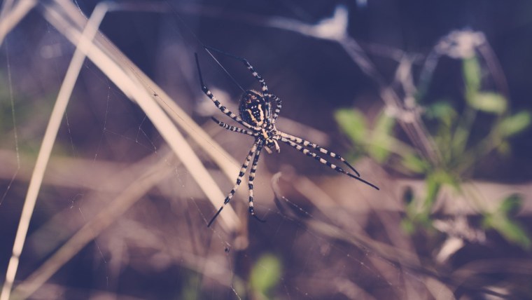 Фотообои на экран монитора компьютера