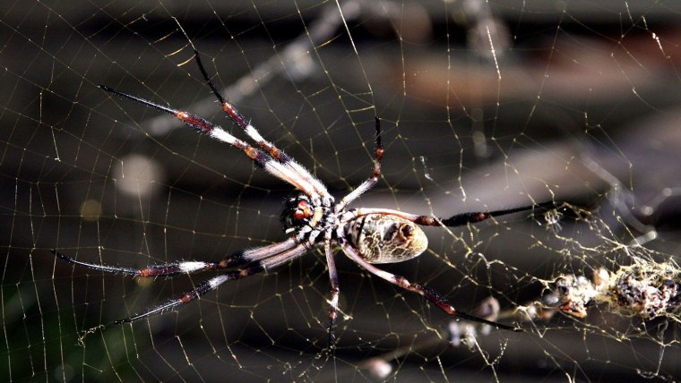 Мошка внутри монтирора