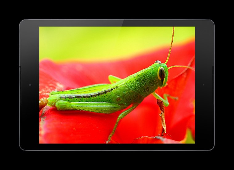 Заставка на рабочий стол насекомые