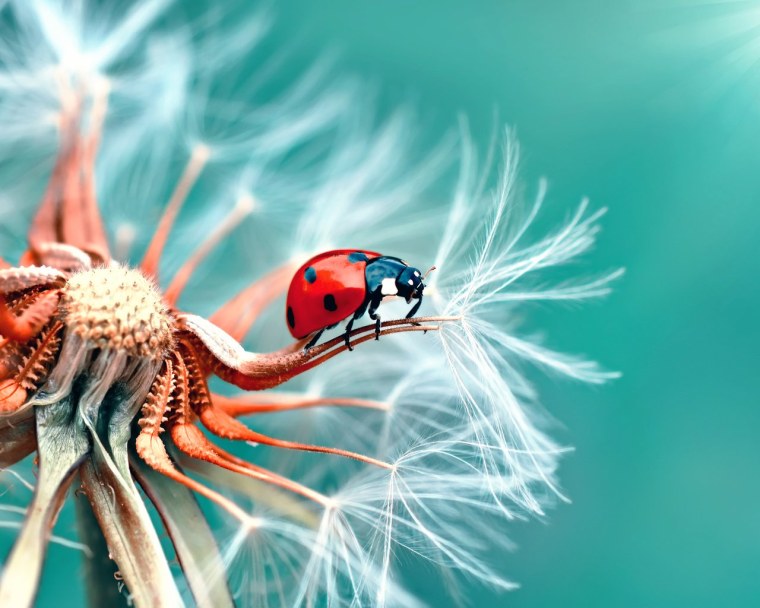 Хоботок комара под микроскопом