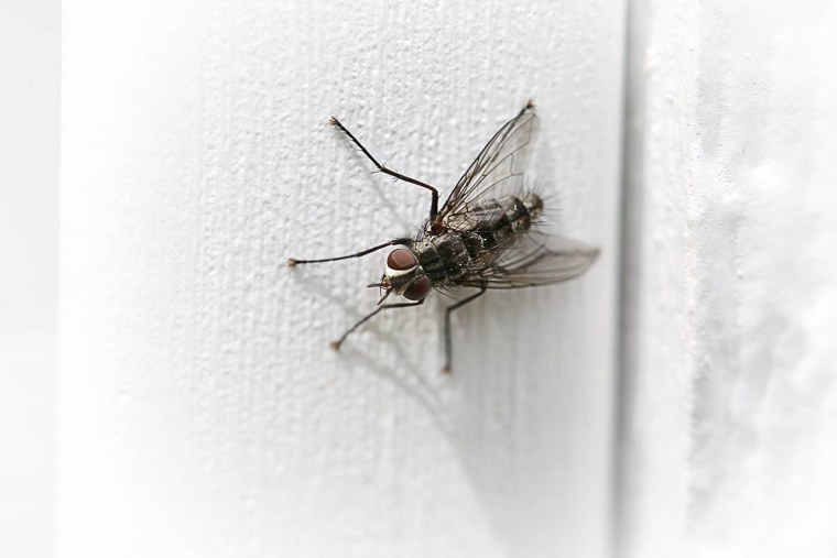 Мухи в доме