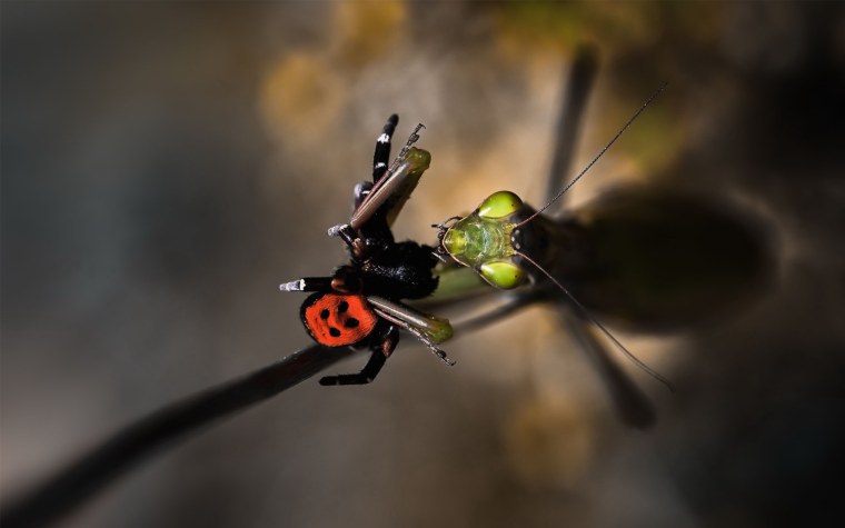 Божья коровка на листе