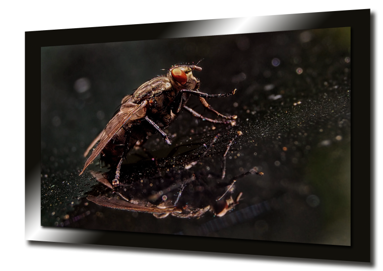 На экране телевизора насекомые