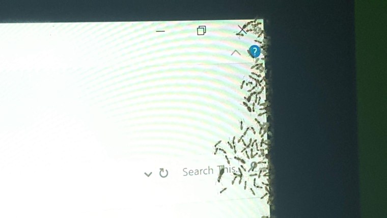 Гусеница под микроскопом