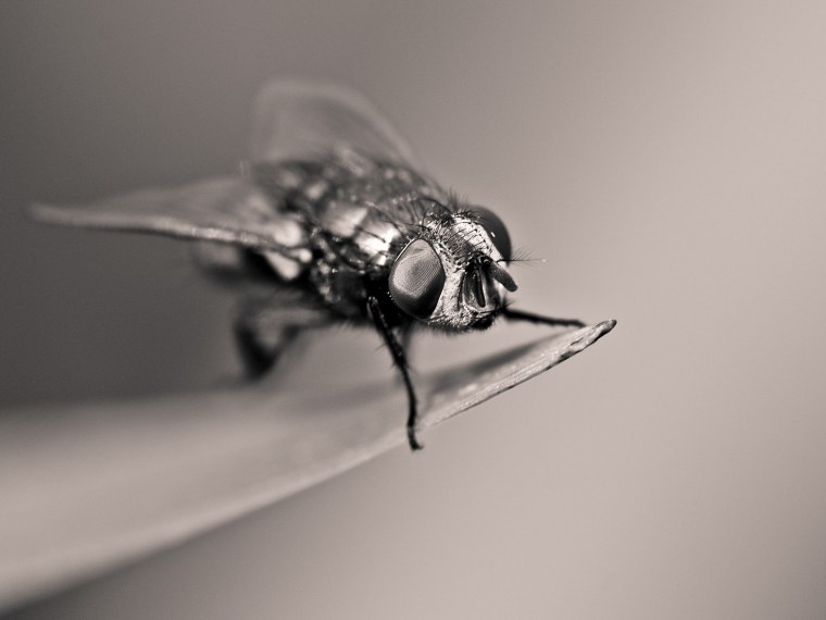 Муха (насекомое)