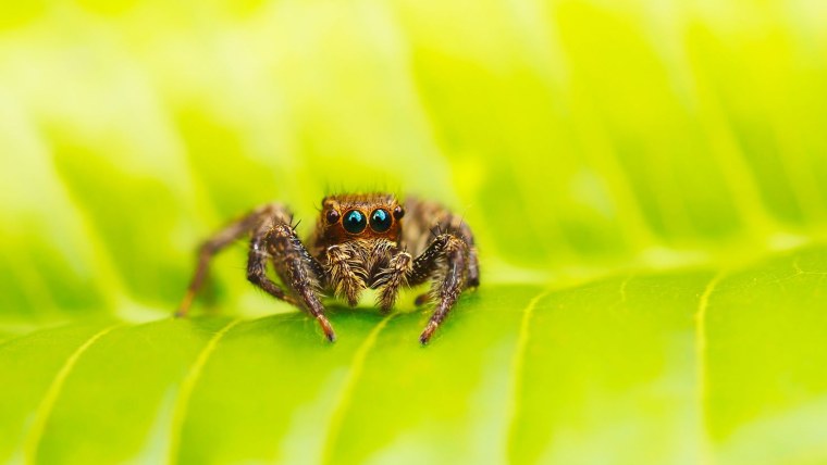 Сибирская Гармония Божья коровка