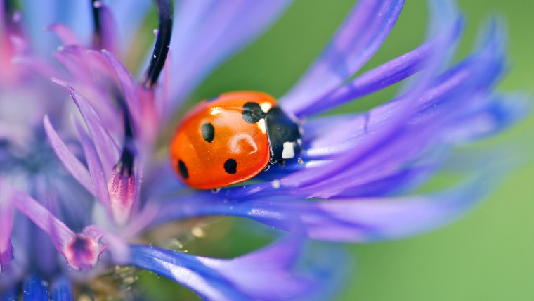 Королевский паук скакун