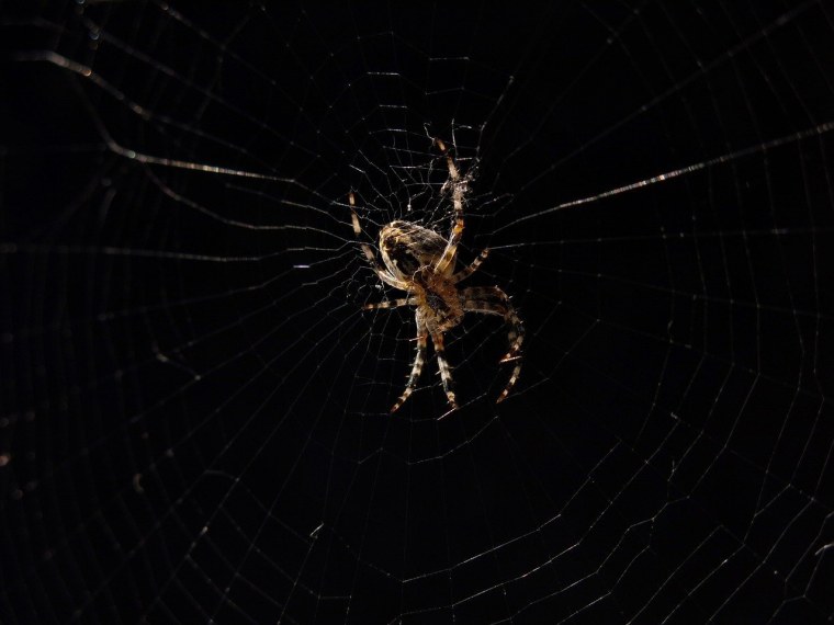 Нашествие комаров в Крыму