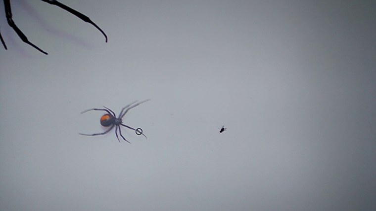 Дохлая Муха