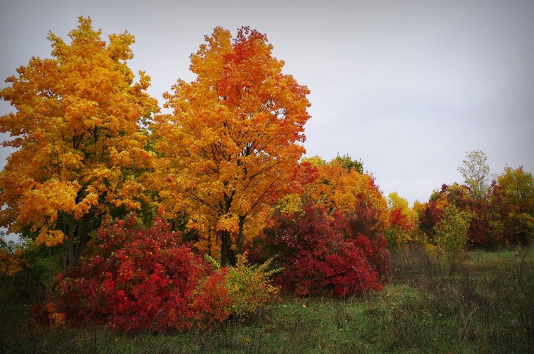 Лес точно Терем расписной лиловый золотой багряный