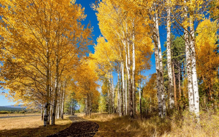 Осенний лес