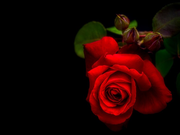 Розы на темном фоне