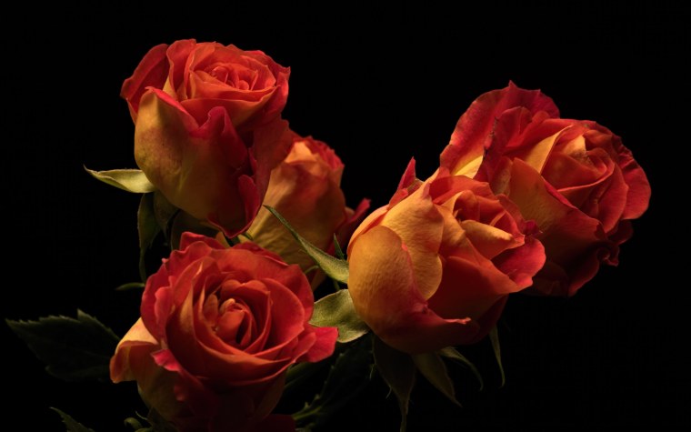 Розы на темном фоне