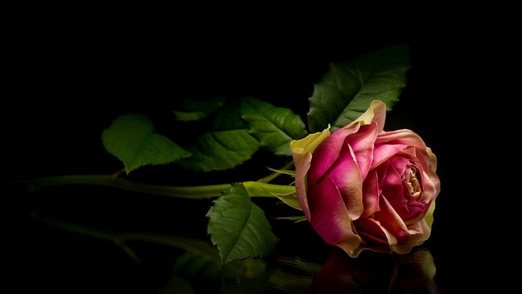 Розы на темном фоне