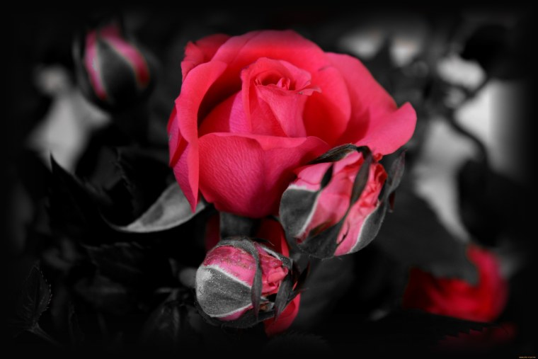 Красный цветок