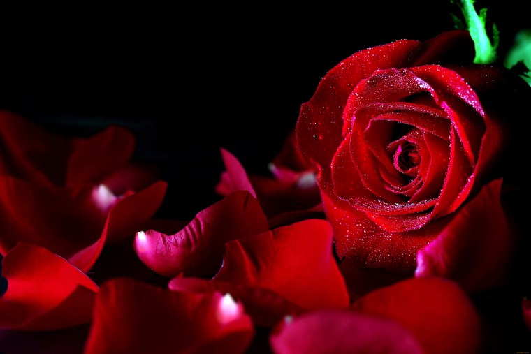 Цветы на черном фоне