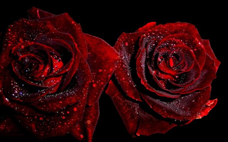 Красная роза на черном фоне