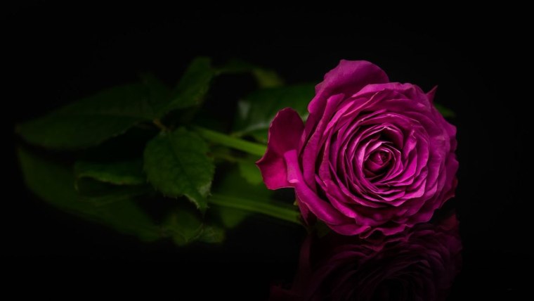 Розы на темном фоне