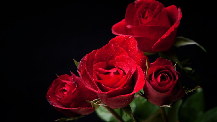 Букет красных роз на черном фоне