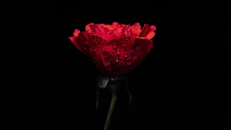 Цветы на черном фоне