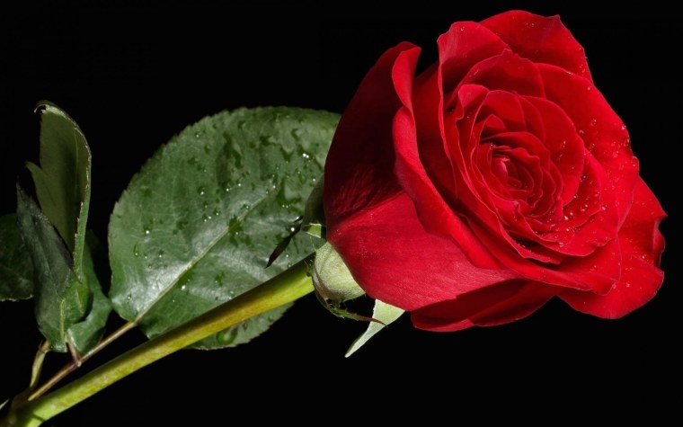 Красные розы