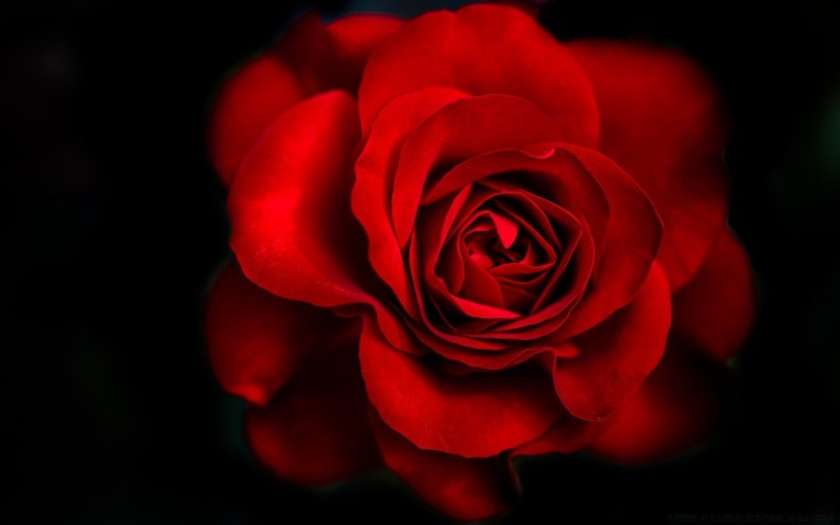 Темные розы