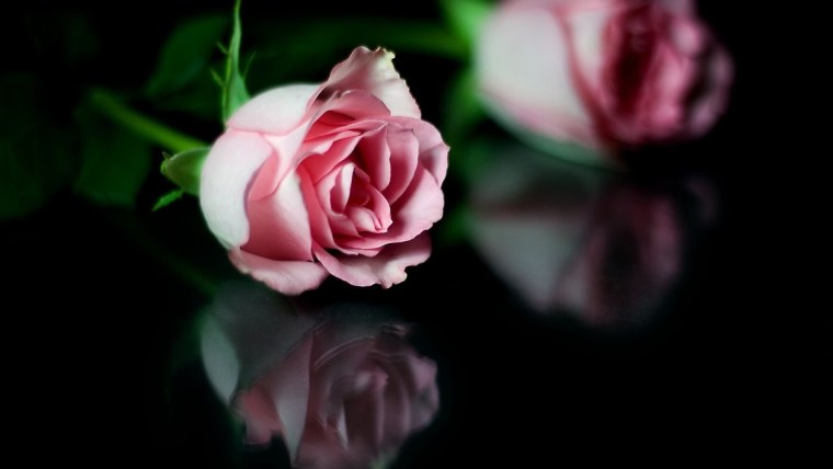 Розы на темном фоне
