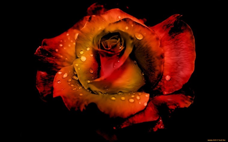 Цветы Алые на темном фоне