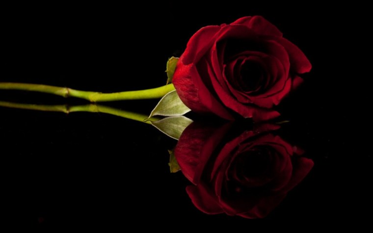 Роза на черном фоне