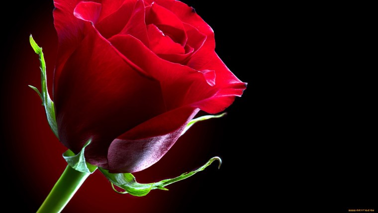 Красная роза на черном