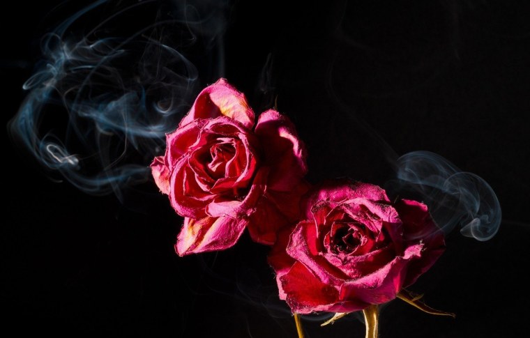 Роза на черном фоне