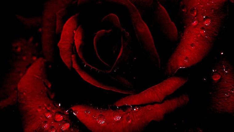 Роза на черном фоне