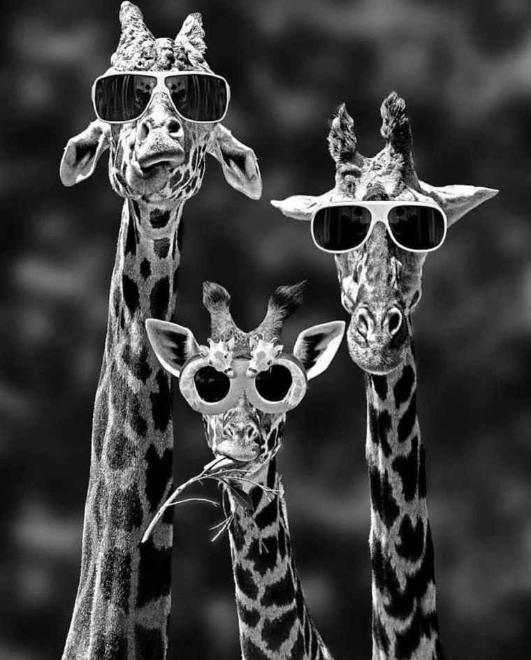 Три жирафа в очках