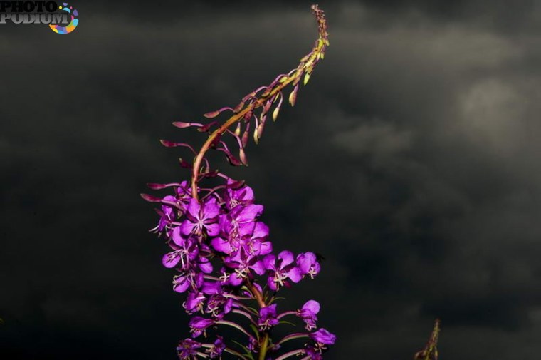 Кипрей мелкоцветный