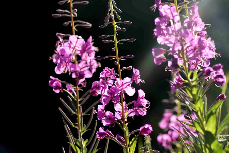 Кипрей узколистный царство