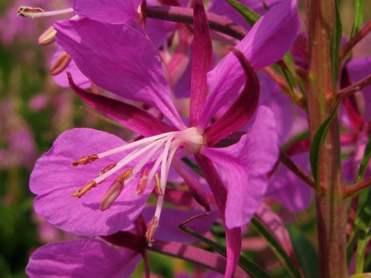 Кипрей узколистный