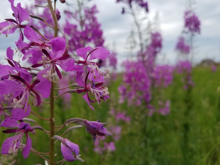 Красивые макрофотографии цветов