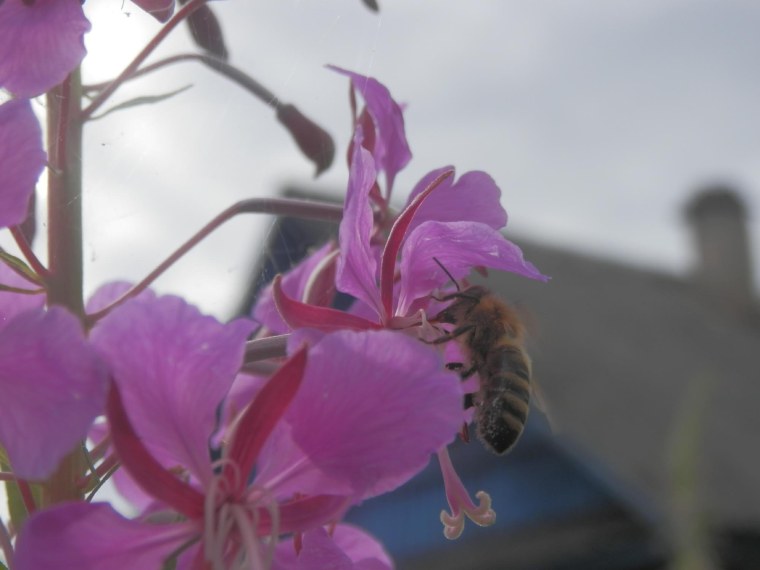 Иван-чай узколистный