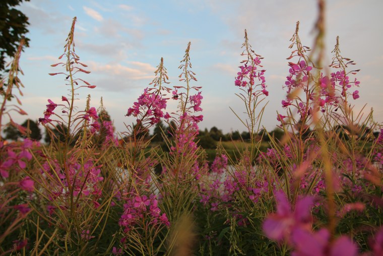 Иван-чай узколистный растения