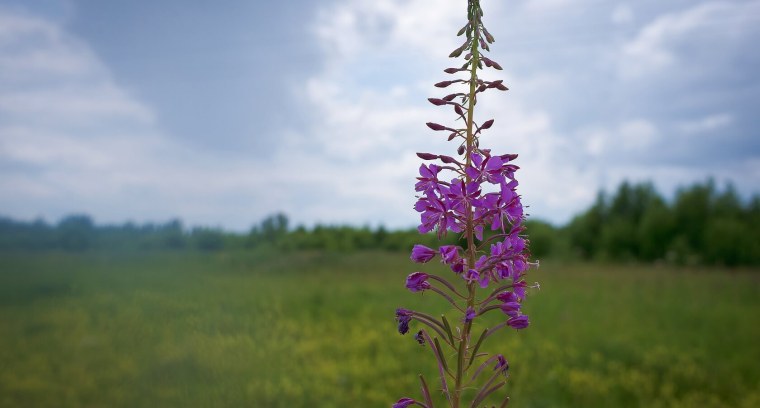Chamaenerion angustifolium