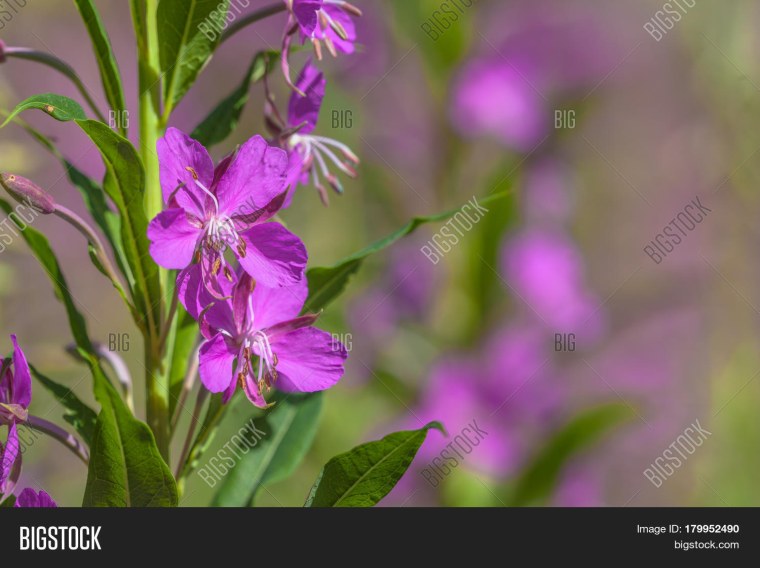 Иван-чай узколистный Chamerion angustifolium