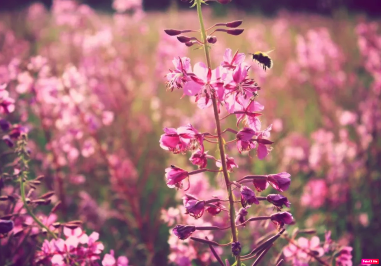 Иван чай соцветие