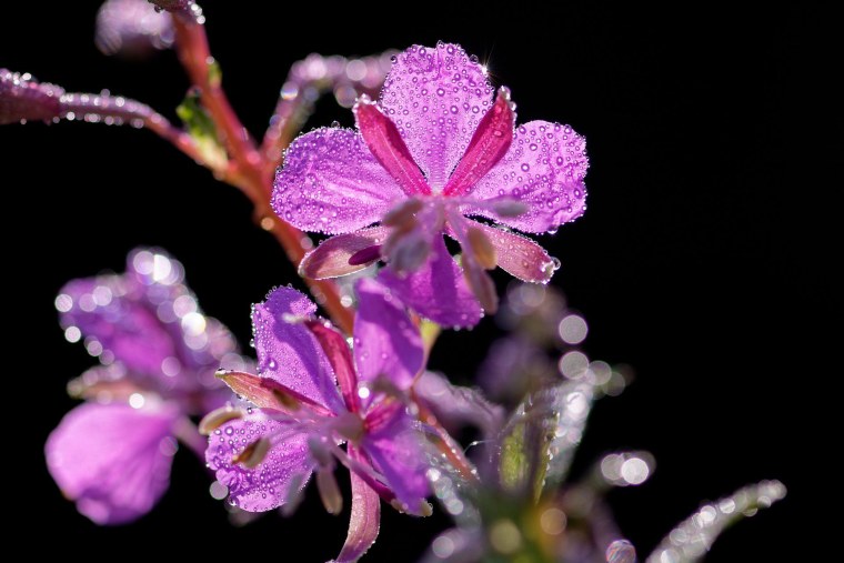 Epilobium angustifolium