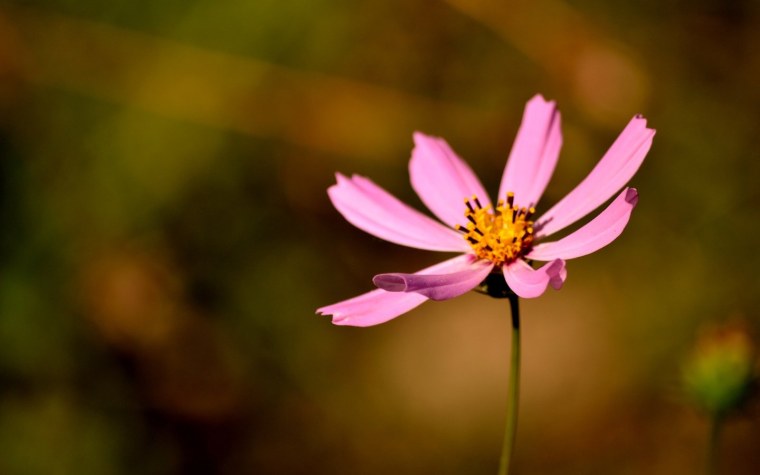 Полевые травы