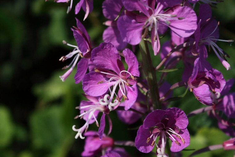 Иван-чай узколистный