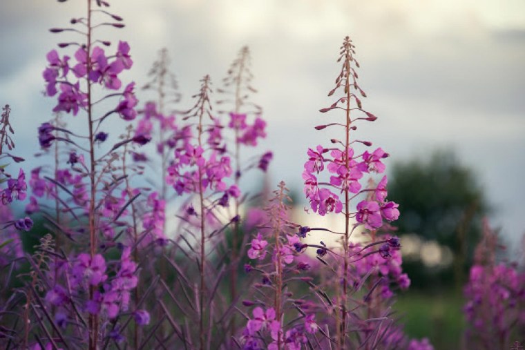 Иван-чай широколистный