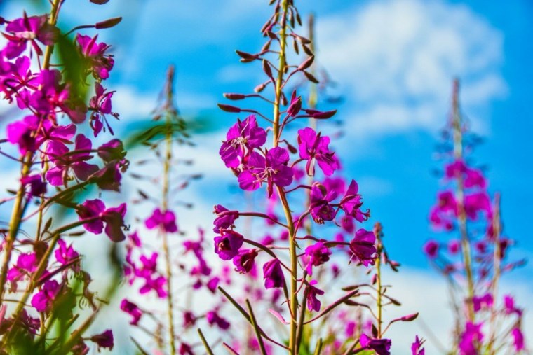 Кипрей растение ударение